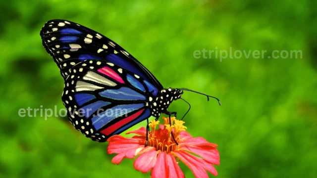 Butterfly Park Delhi