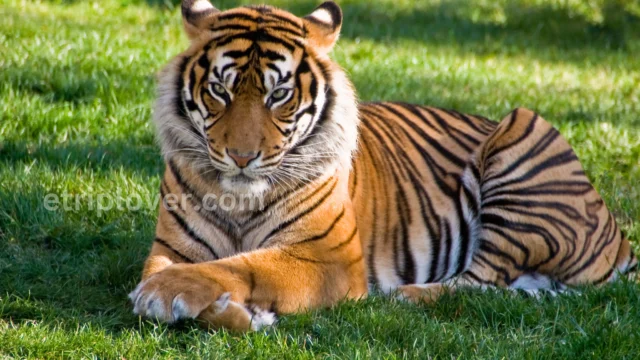 National Zoological Park Delhi